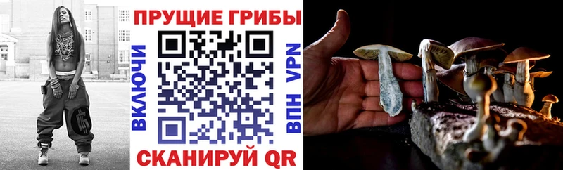 Купить  Беломорск  Псилоцибиновые грибы Psilocybine cubensis 
